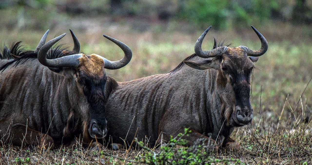 Wildebeest, gnu, mala mala game reserve — Analytical Insights Into MPOID Reward Frequency and RTP Performance