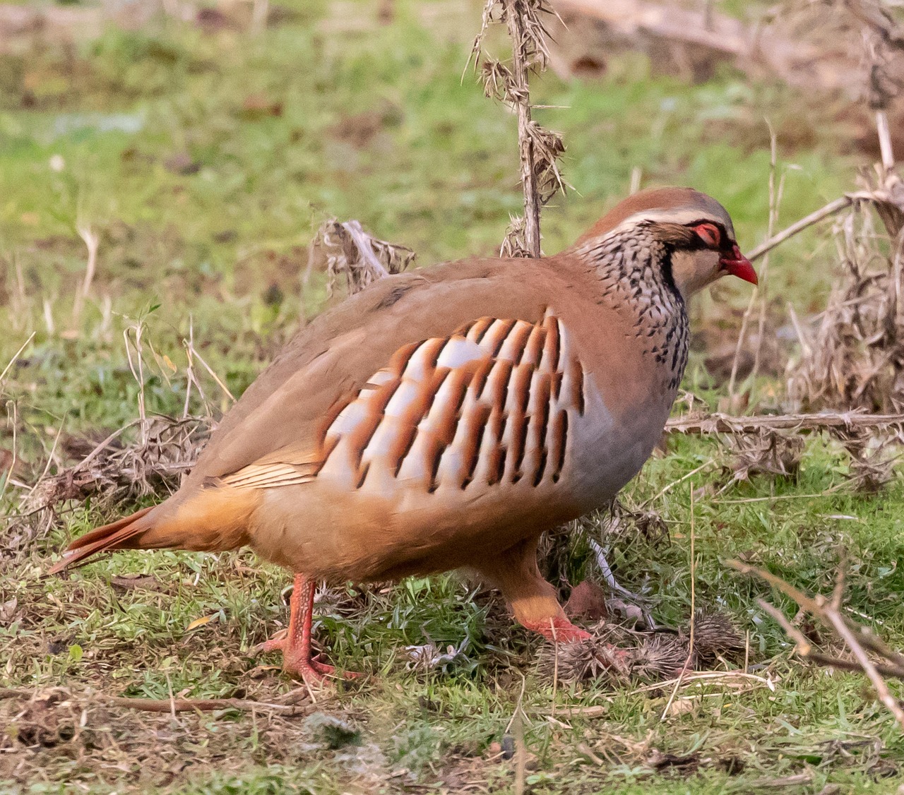 Partridge, game bird, game — Discover the Ultimate Direct Online Gambling Experience at BLACK168