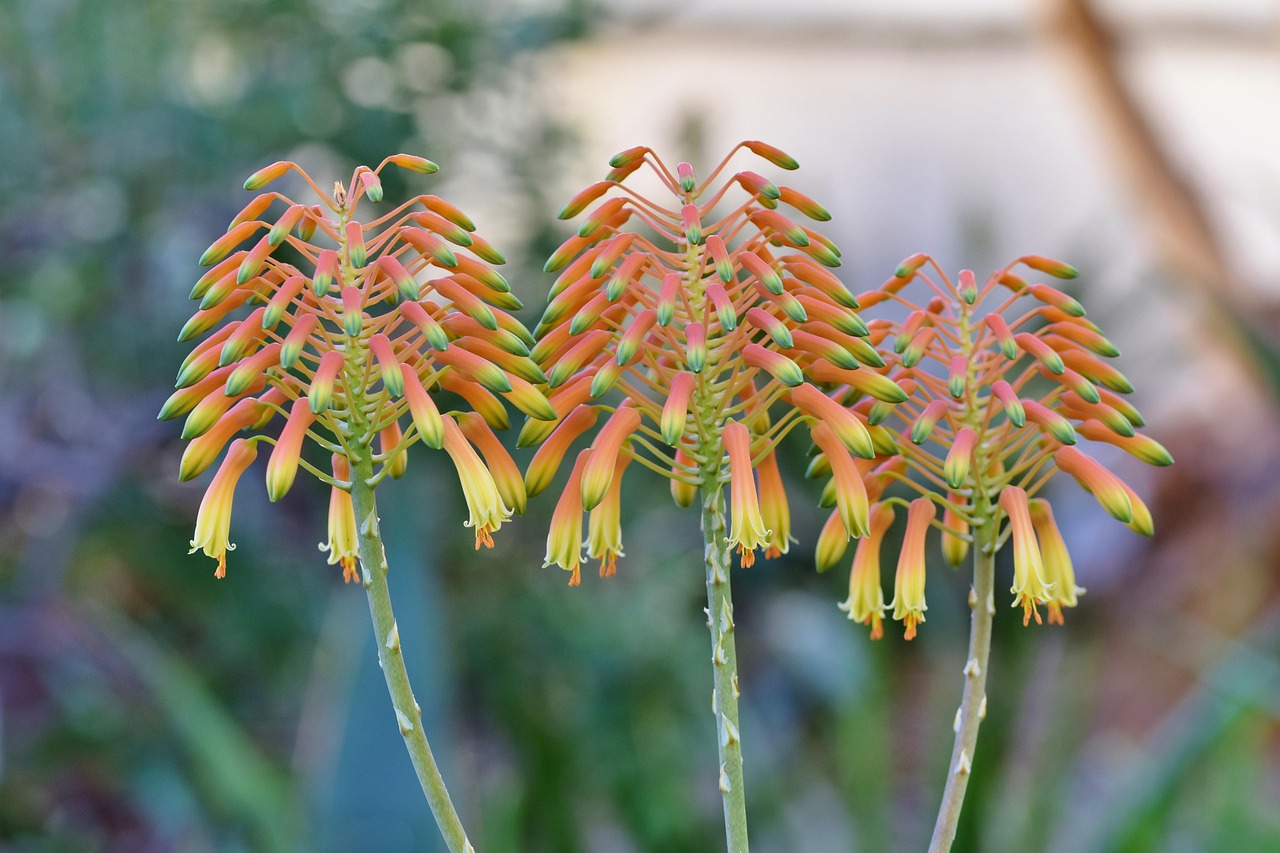 Torch lily, rocket flower, rotglühender poker — Seven Card Stud Poker - Exactly what a Poker Game